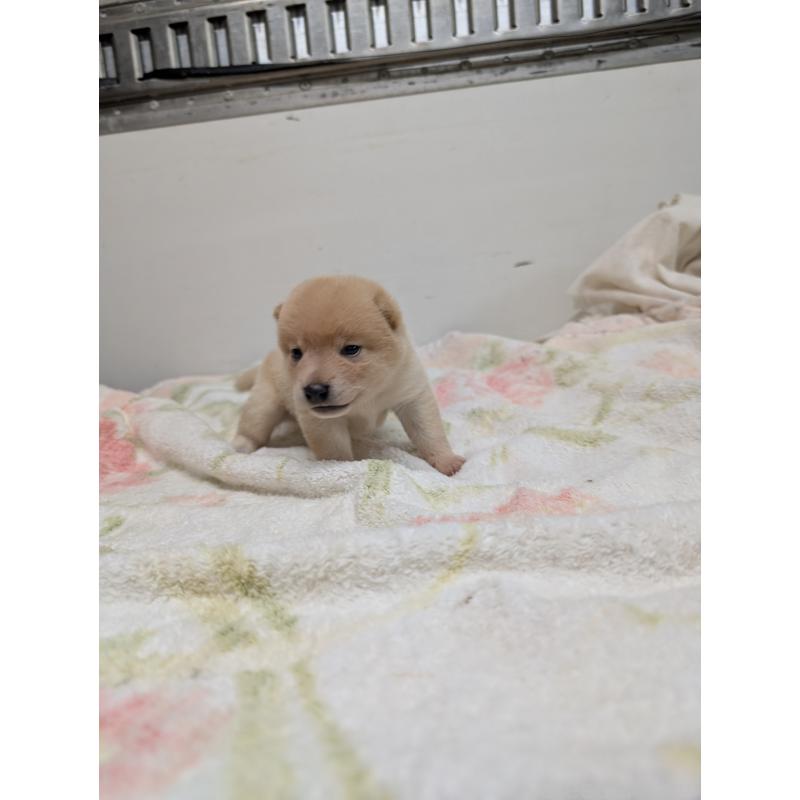 販売中の千葉県の柴犬-421050の2枚目