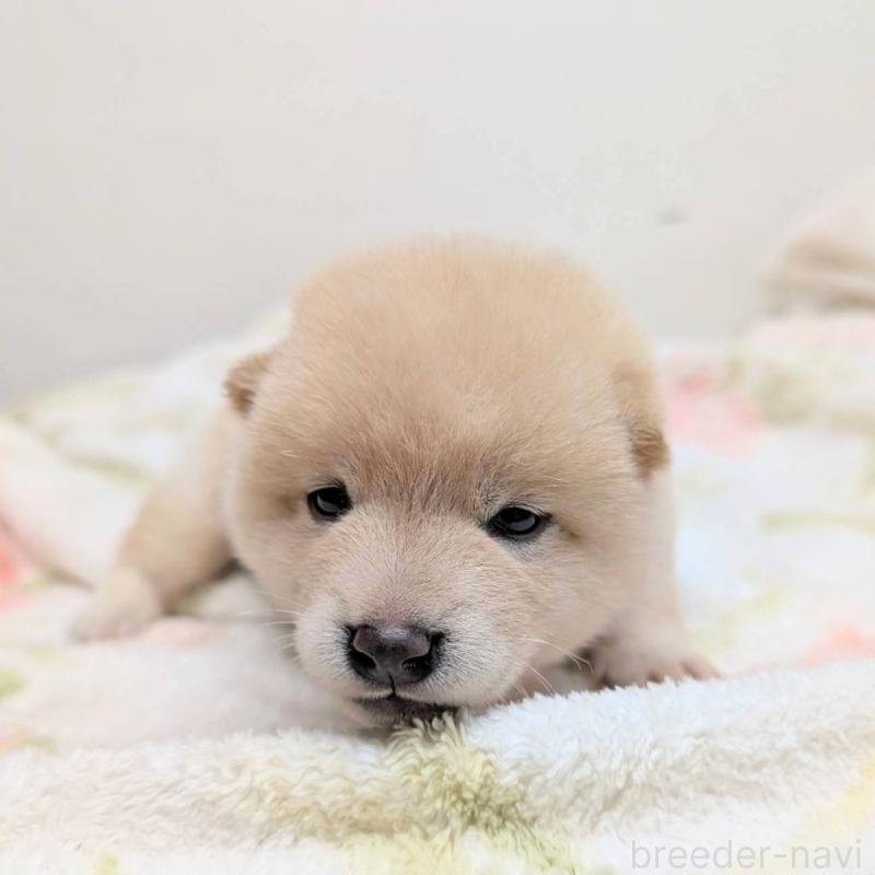 販売中の千葉県の柴犬-421052の1枚目