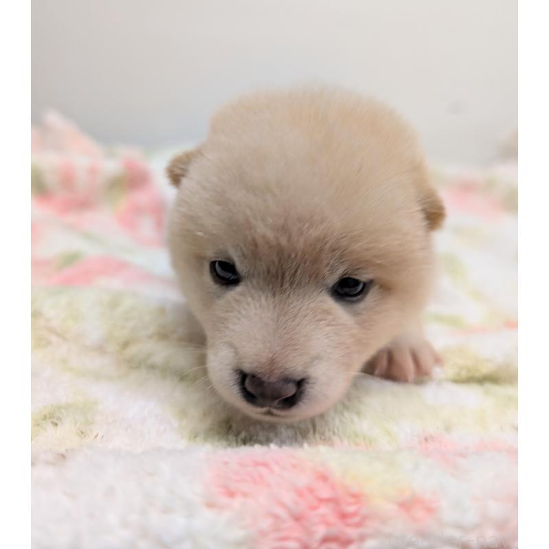 販売中の千葉県の柴犬-421052の5枚目