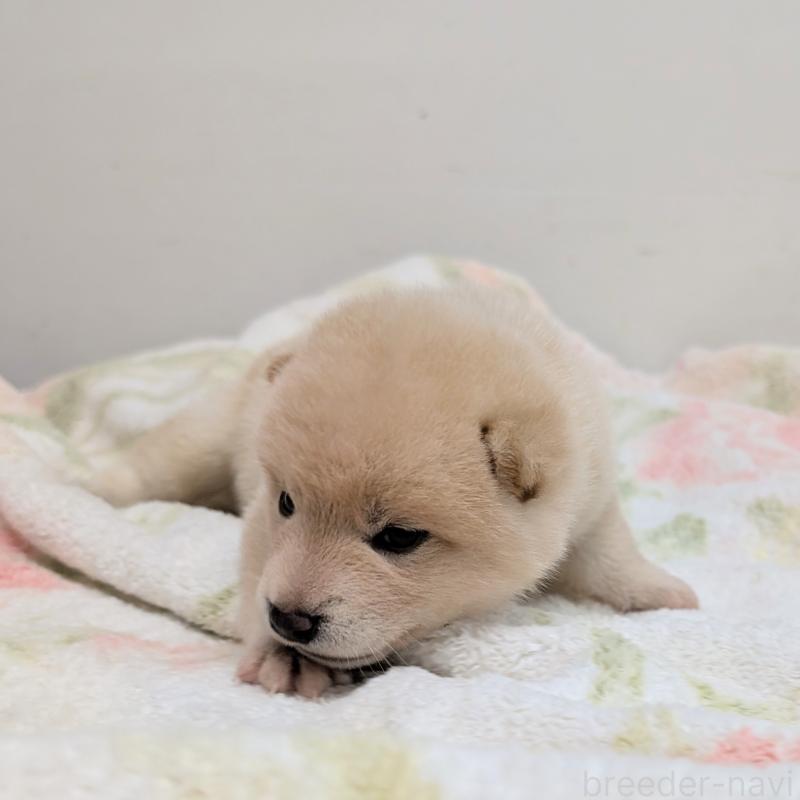 販売中の千葉県の柴犬-421052の4枚目