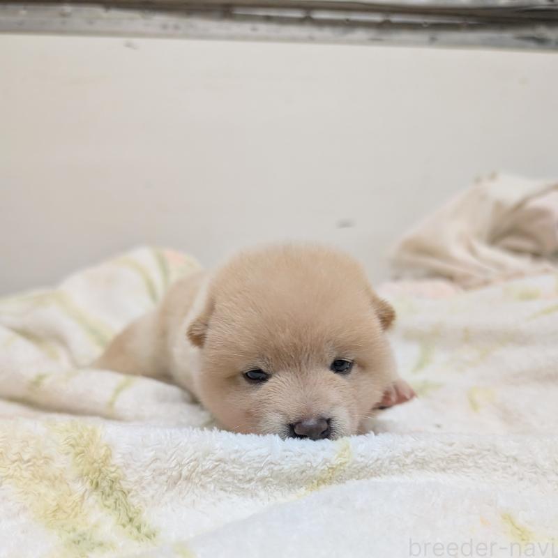販売中の千葉県の柴犬-421052の3枚目