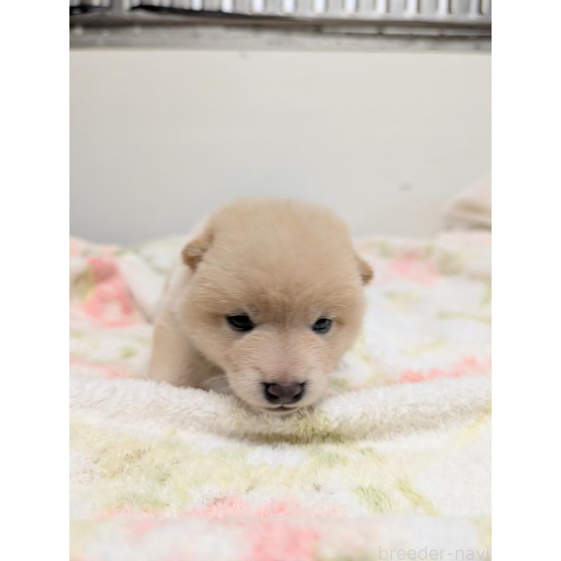 販売中の千葉県の柴犬-421052の2枚目