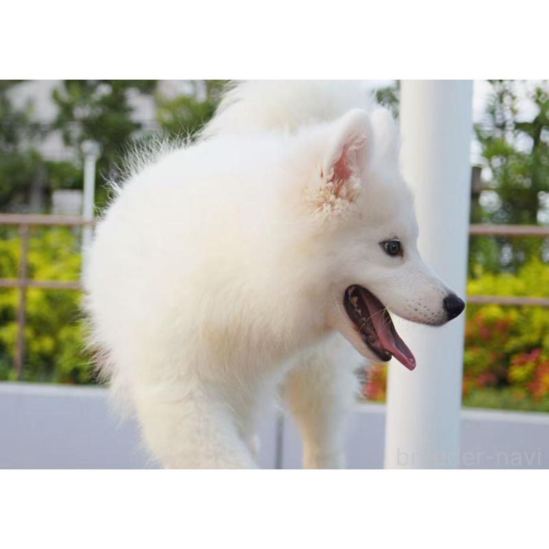 販売中の千葉県のサモエド-403664の5枚目