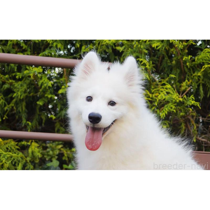 販売中の千葉県のサモエド-403664の4枚目