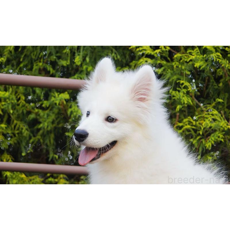 販売中の千葉県のサモエド-403664の3枚目