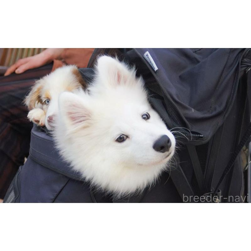 販売中の千葉県のサモエド-403664の2枚目