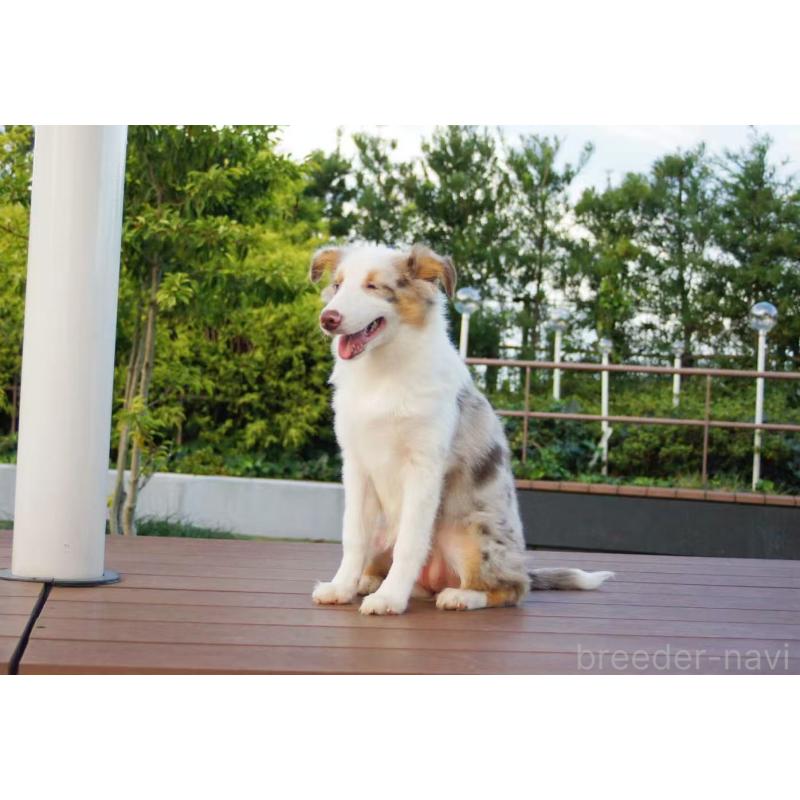 販売中の千葉県のオーストラリアンシェパード-396294の2枚目