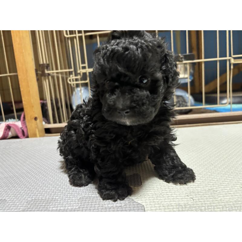 販売中の群馬県のトイプードル-415419の13枚目