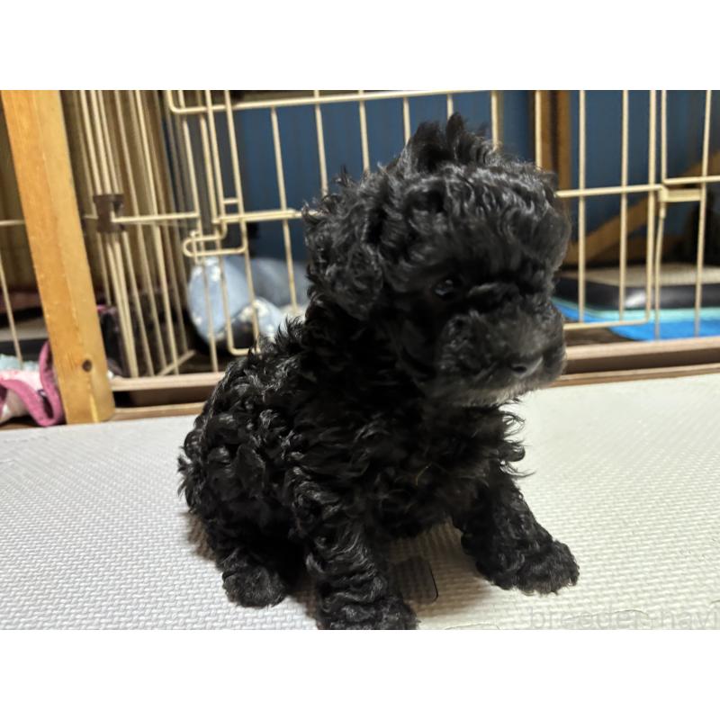 販売中の群馬県のトイプードル-415419の12枚目