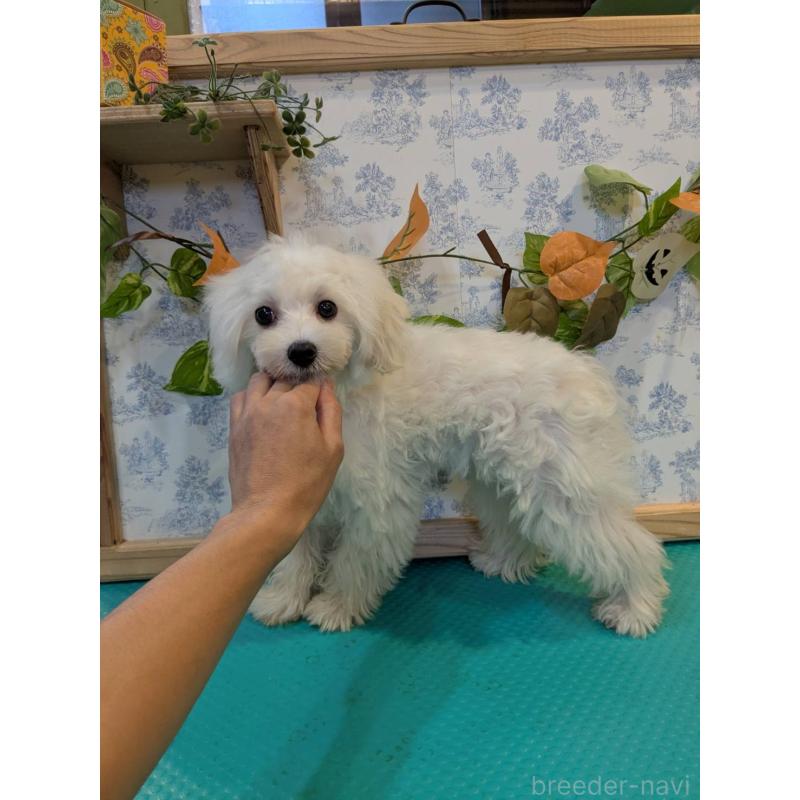 販売中の京都府のミックス犬-404208の3枚目