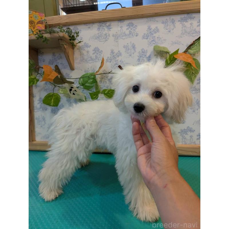 販売中の京都府のミックス犬-404208の2枚目