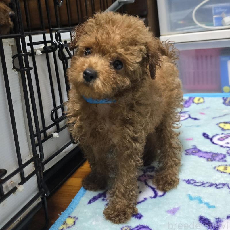 成約済の岡山県のトイプードル-408860の6枚目