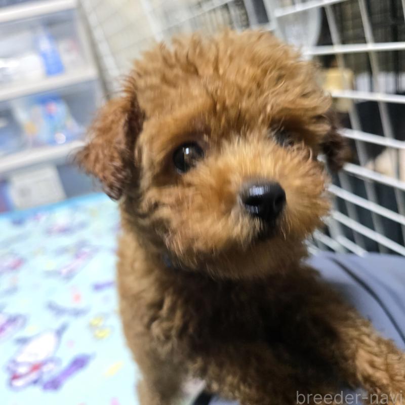 成約済の岡山県のトイプードル-408860の5枚目