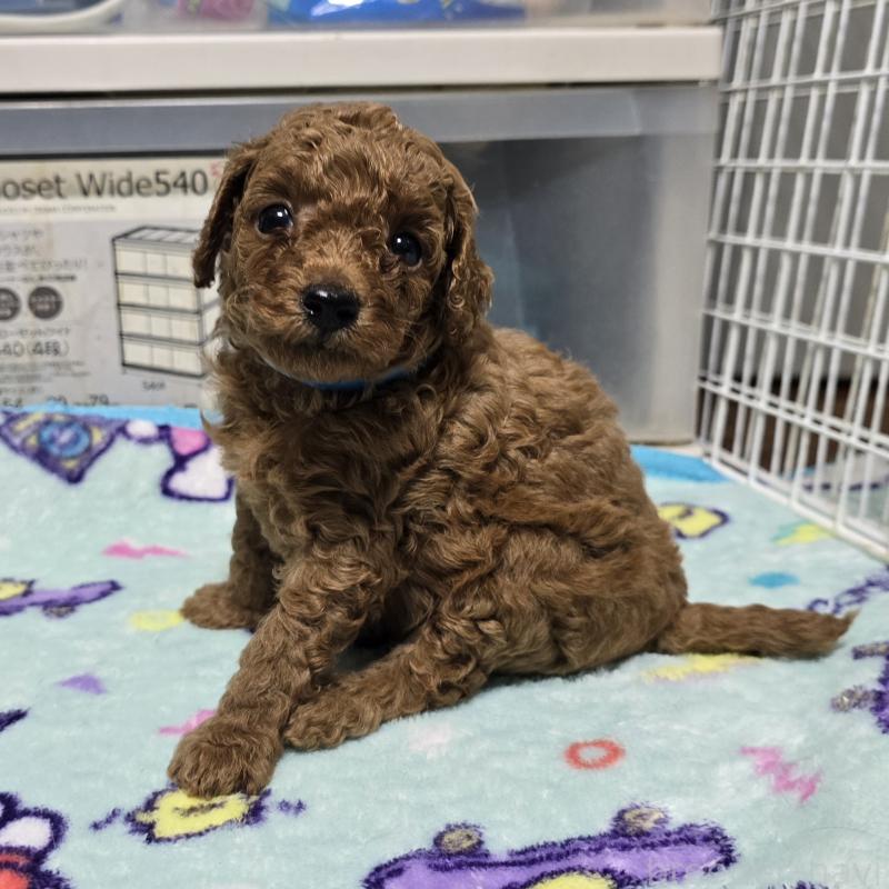 成約済の岡山県のトイプードル-419705の3枚目