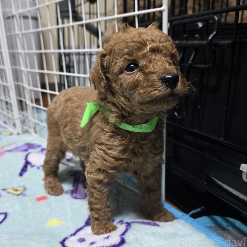 成約済の岡山県のトイプードル-419706の9枚目