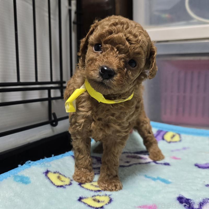 販売中の岡山県のトイプードル-419707の13枚目