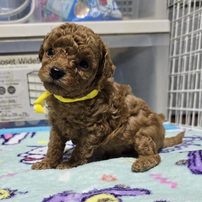 販売中の岡山県のトイプードル-419707の12枚目