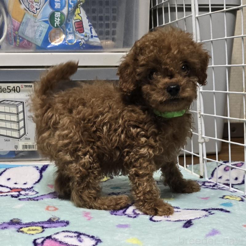 販売中の岡山県のトイプードル-411590の3枚目