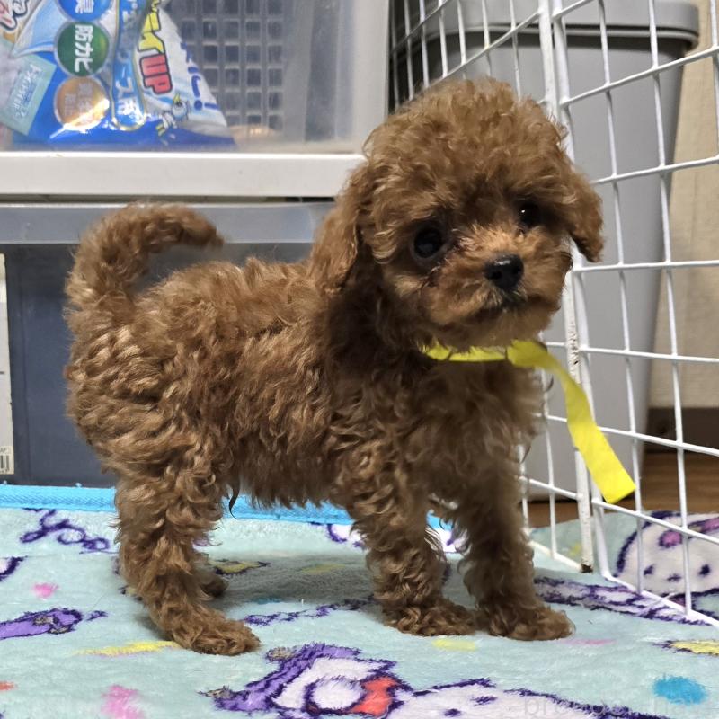販売中の岡山県のトイプードル-411591の1枚目
