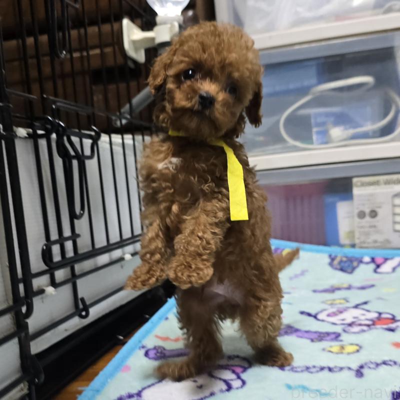 販売中の岡山県のトイプードル-411591の2枚目