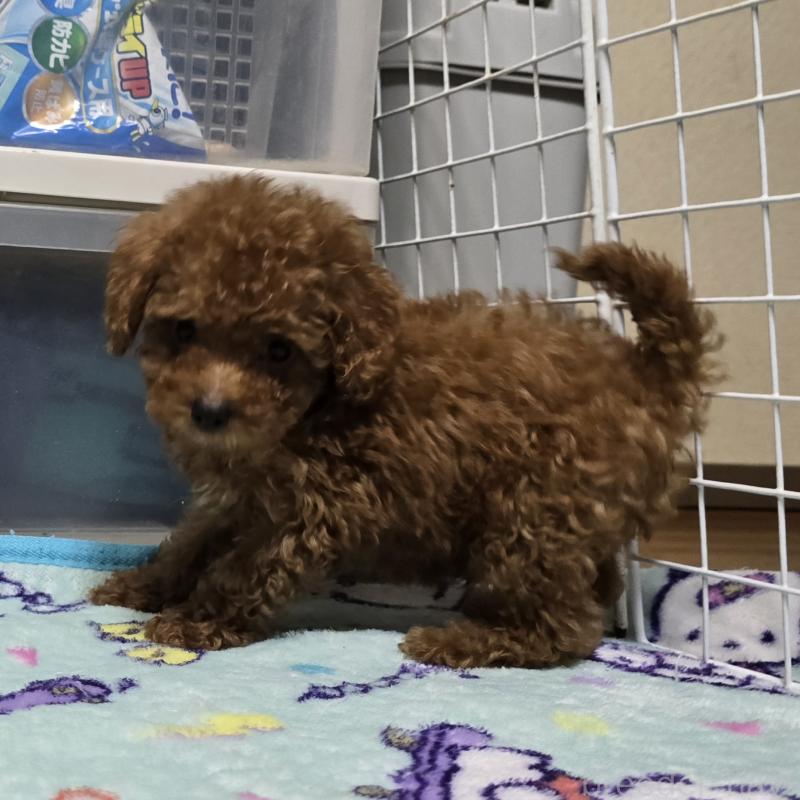 販売中の岡山県のトイプードル-411592の3枚目
