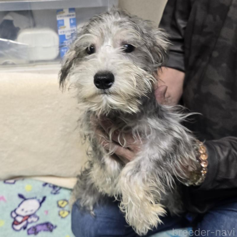 成約済の岡山県のミニチュアシュナウザー-394057の3枚目