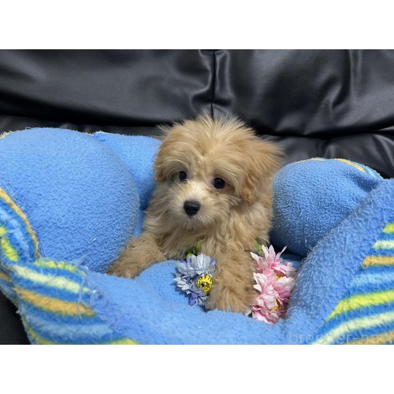 販売中の栃木県のポメプー:ポメラニアン×トイプードル-416009の6枚目