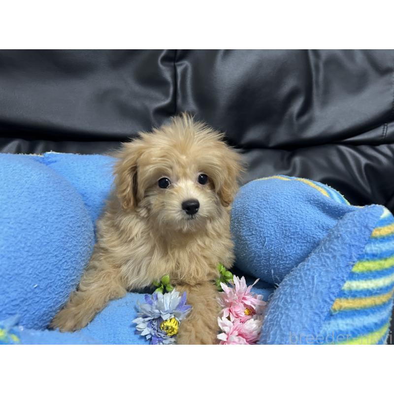 販売中の栃木県のポメプー:ポメラニアン×トイプードル-416009の4枚目