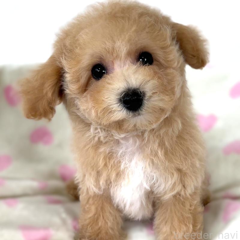 販売中の栃木県のビションプー:ビションフリーゼ×トイプードル-411574