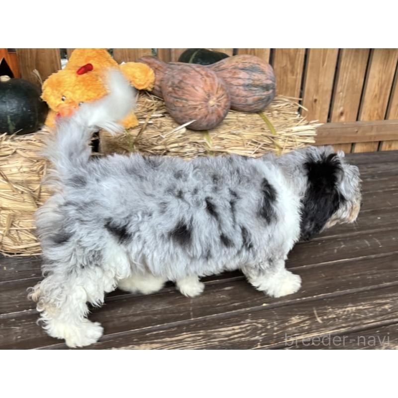 販売中の熊本県のバーニードゥードル:バーニーズ×スタンダードプードル-413446の6枚目