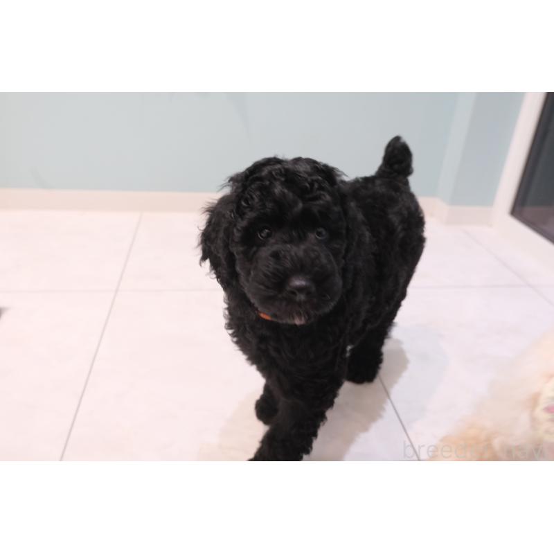 成約済の北海道のスタンダードプードル-415270の8枚目