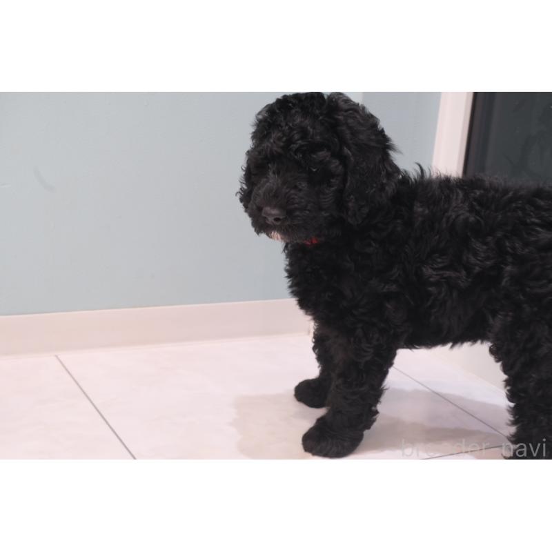 成約済の北海道のスタンダードプードル-415270の7枚目