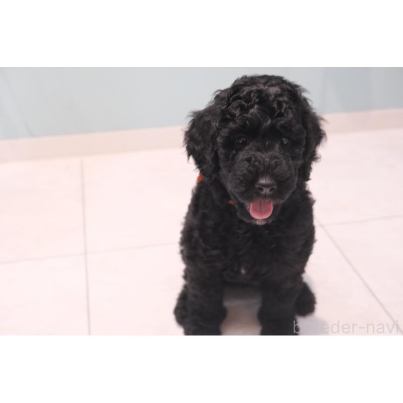 成約済の北海道のスタンダードプードル-415270の6枚目