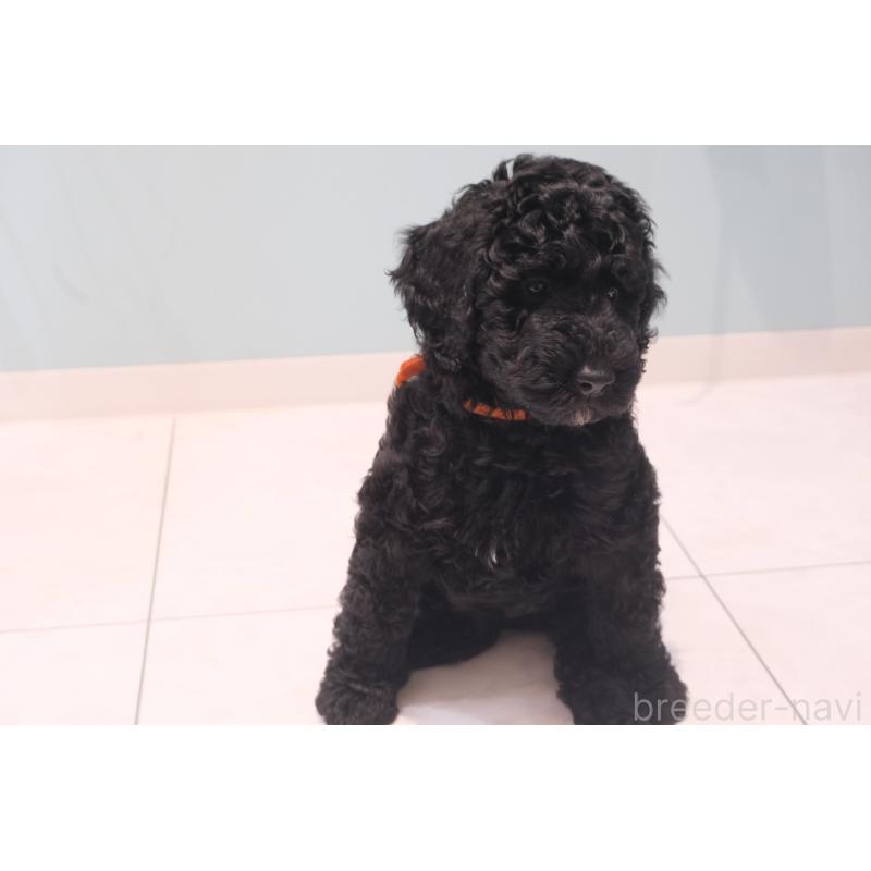 成約済の北海道のスタンダードプードル-415270の5枚目