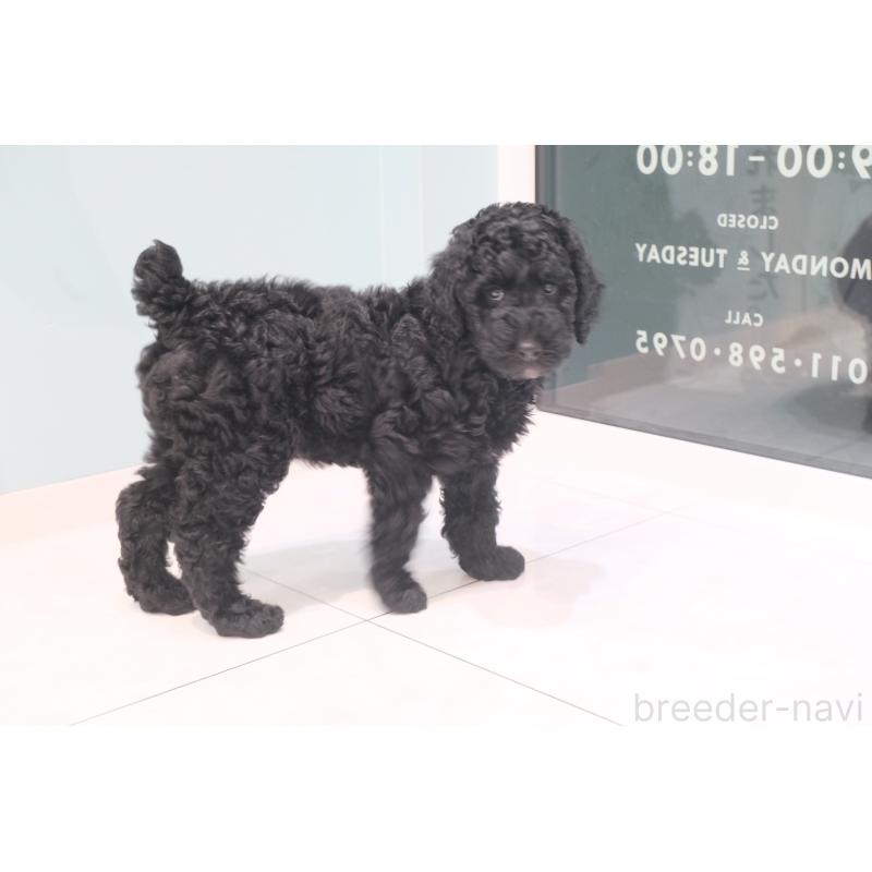 成約済の北海道のスタンダードプードル-415270の4枚目