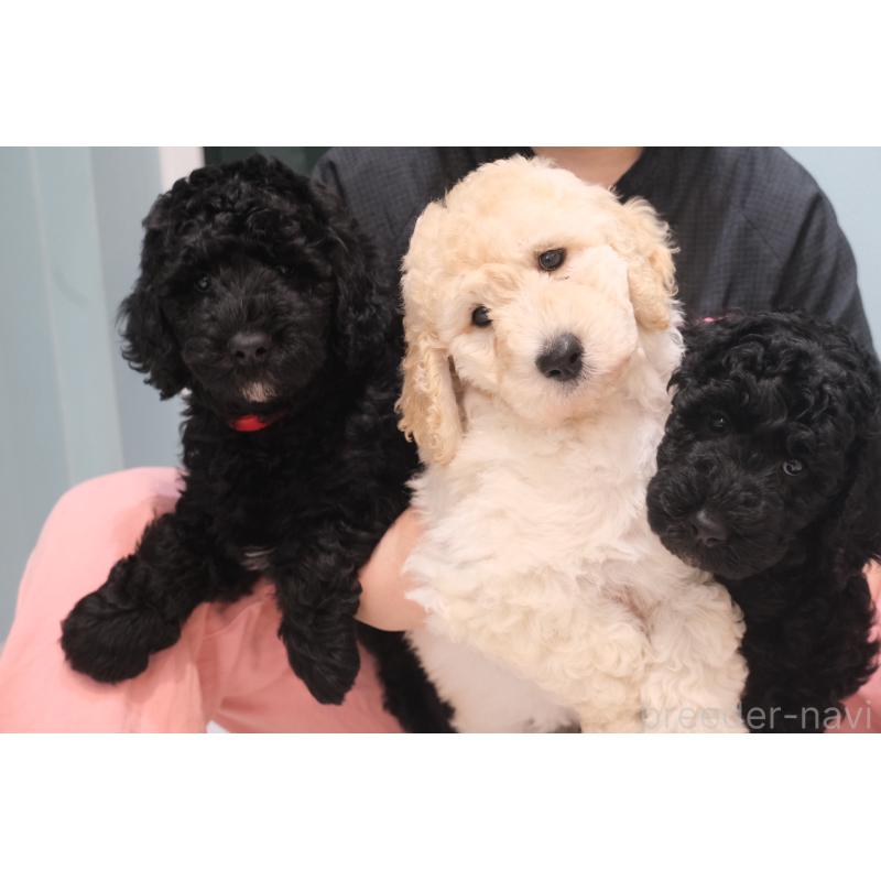 成約済の北海道のスタンダードプードル-415270の3枚目