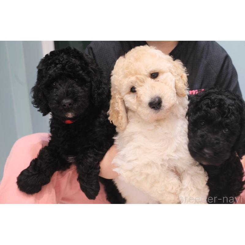 成約済の北海道のスタンダードプードル-415270の2枚目