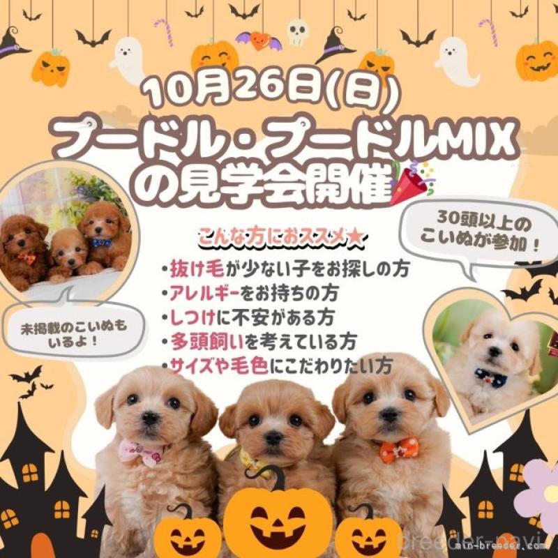 販売中の神奈川県のチワワ(ロングコート)-421322の22枚目
