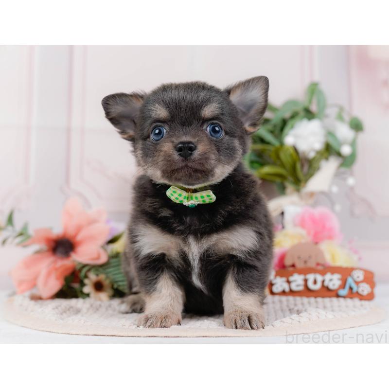 販売中の神奈川県のチワワ(ロングコート)-421322の13枚目