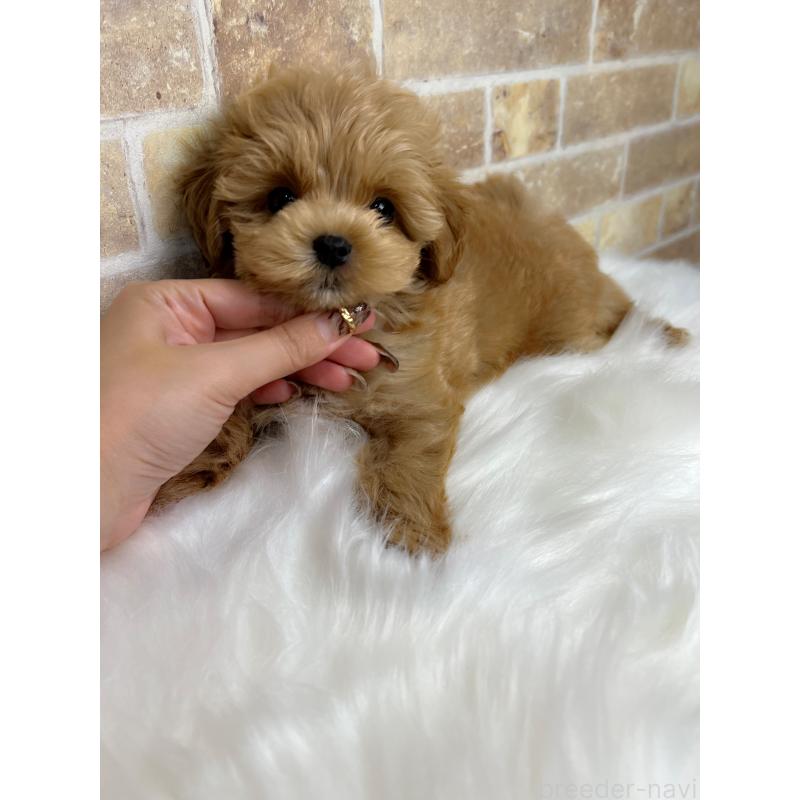 販売中の和歌山県のマルプー:マルチーズ×トイプードル-416630の3枚目