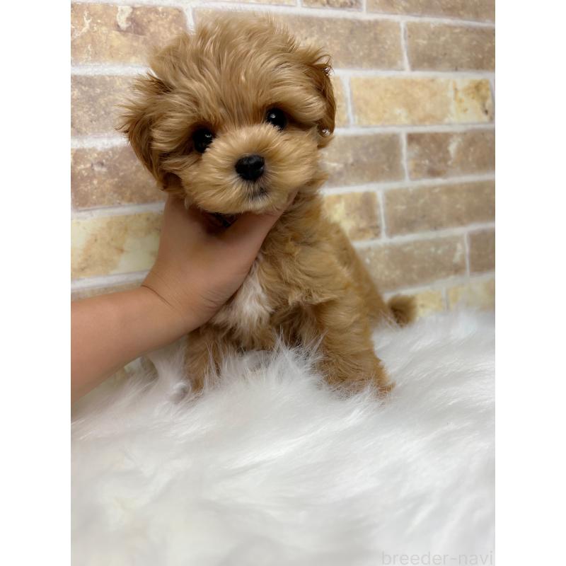 販売中の和歌山県のマルプー:マルチーズ×トイプードル-416630の2枚目