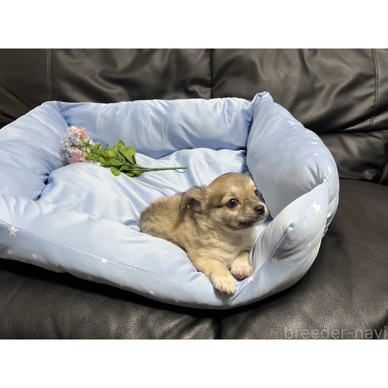 成約済の栃木県のチワワ(ロングコート)-418993の2枚目