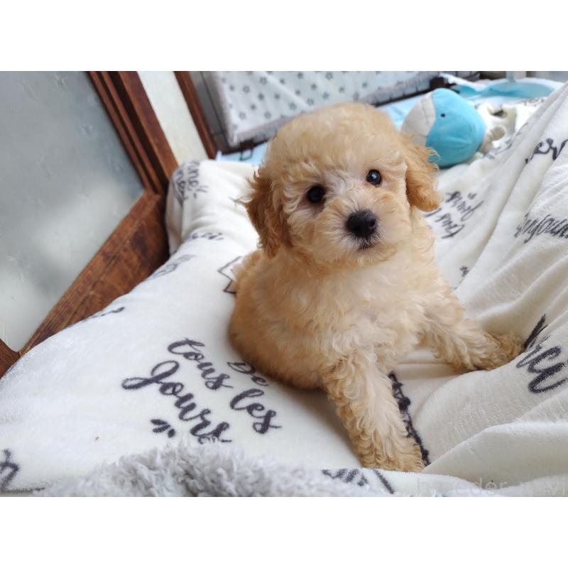 販売中の栃木県のトイプードル-415868の4枚目