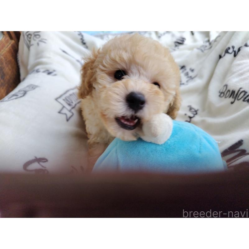 販売中の栃木県のトイプードル-415868の3枚目