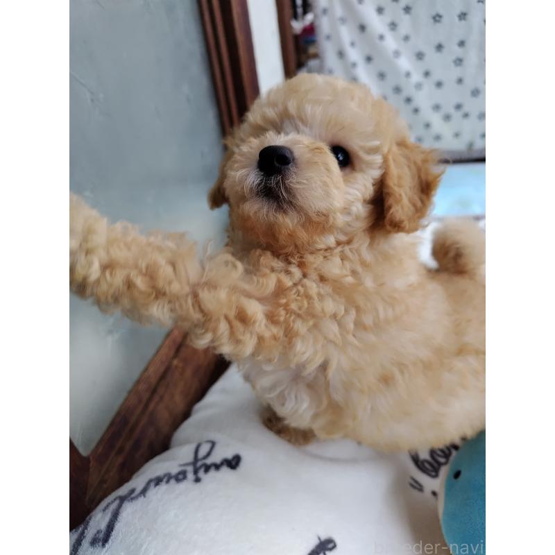 販売中の栃木県のトイプードル-415868の2枚目
