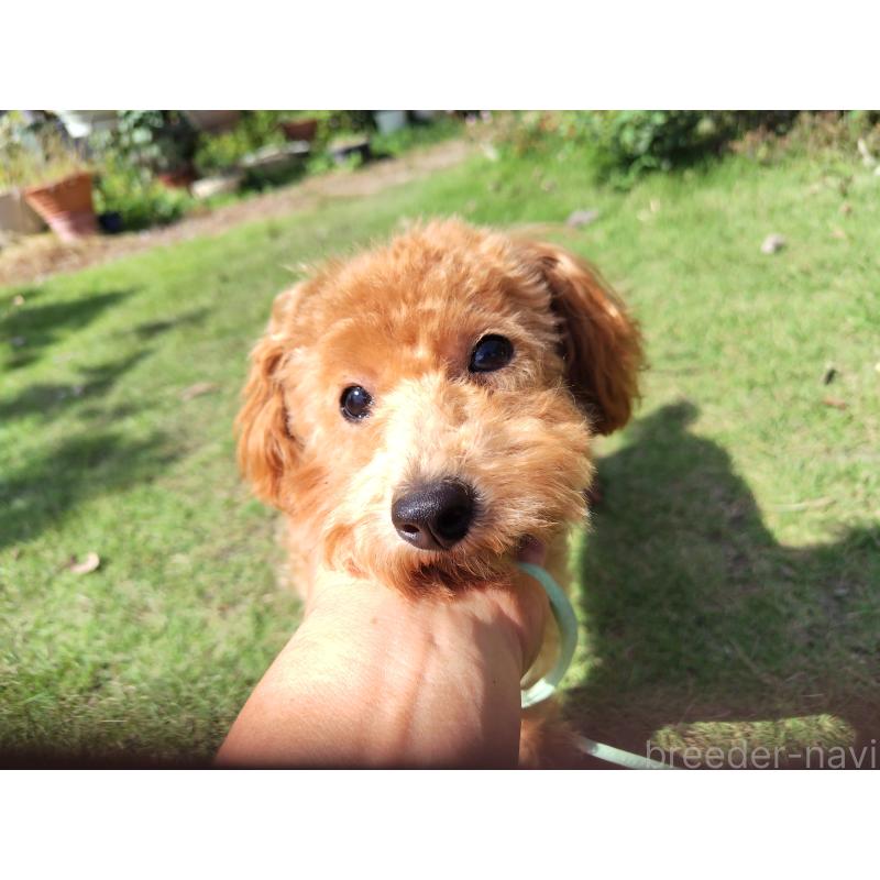 販売中の栃木県のタイニープードル-385424の4枚目