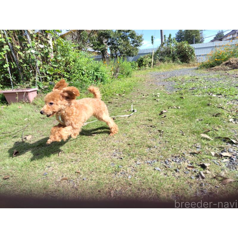 販売中の栃木県のタイニープードル-385424の3枚目