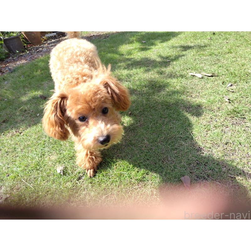 販売中の栃木県のタイニープードル-385424の2枚目