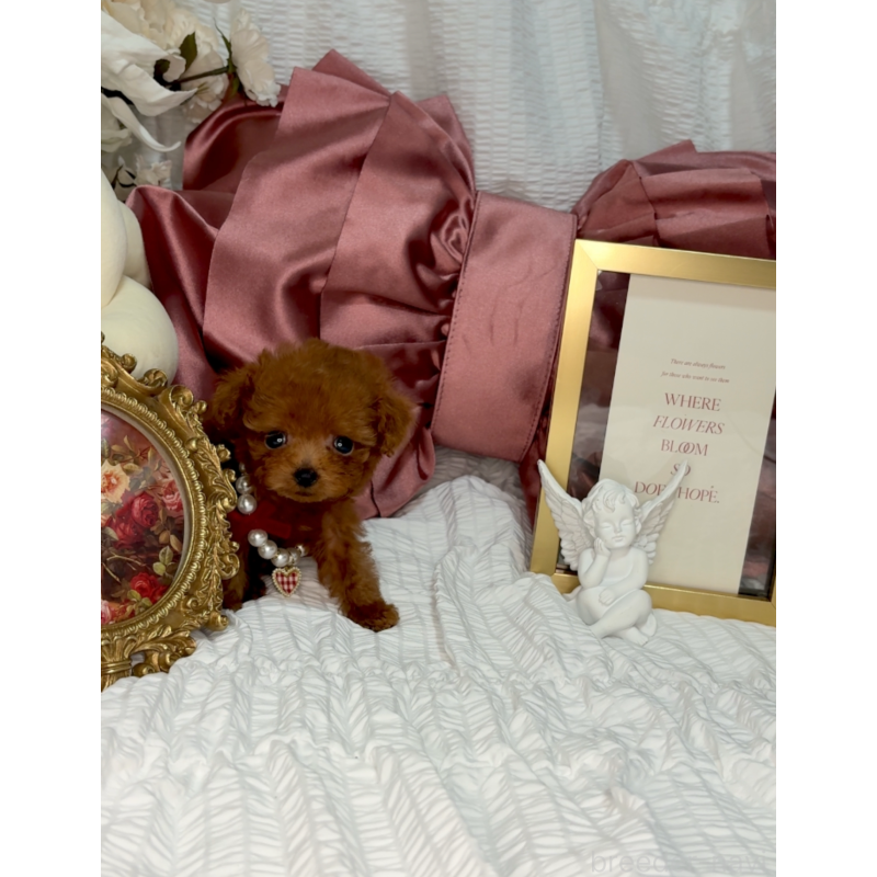 販売中の大阪府のティーカッププードル-411064の5枚目