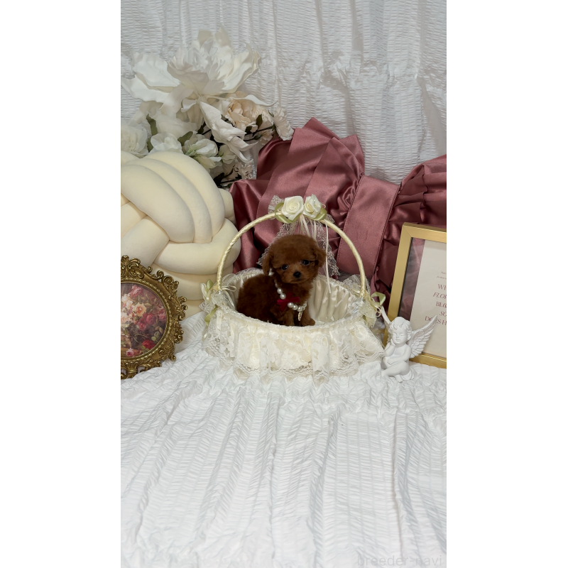 販売中の大阪府のティーカッププードル-411064の4枚目